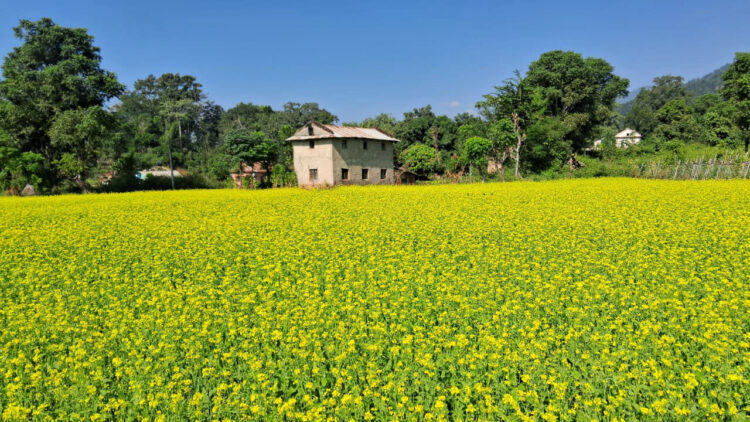 पहेँलपुर तोरीबारी